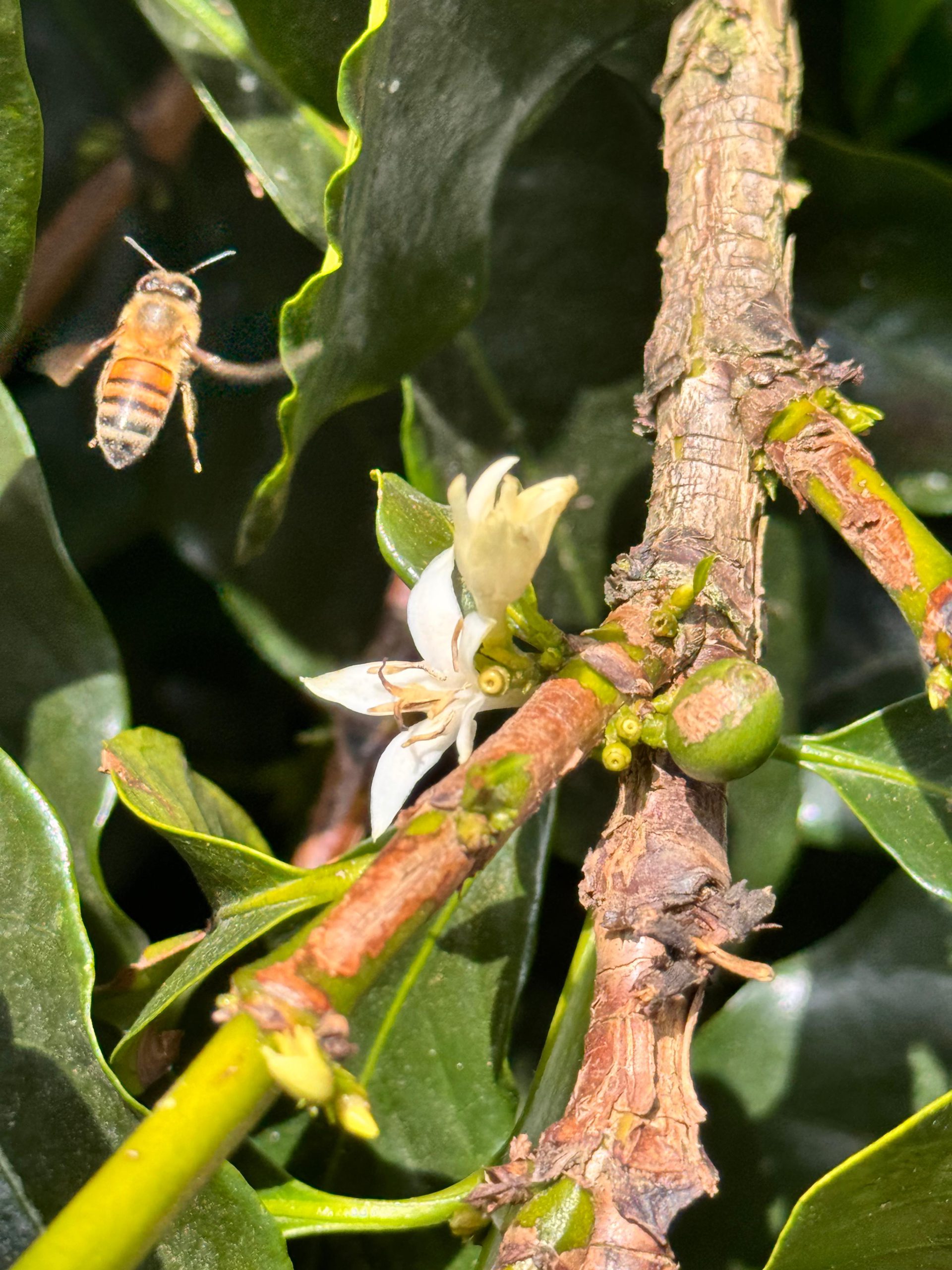 A bee in flight beside an open white coffee blossom