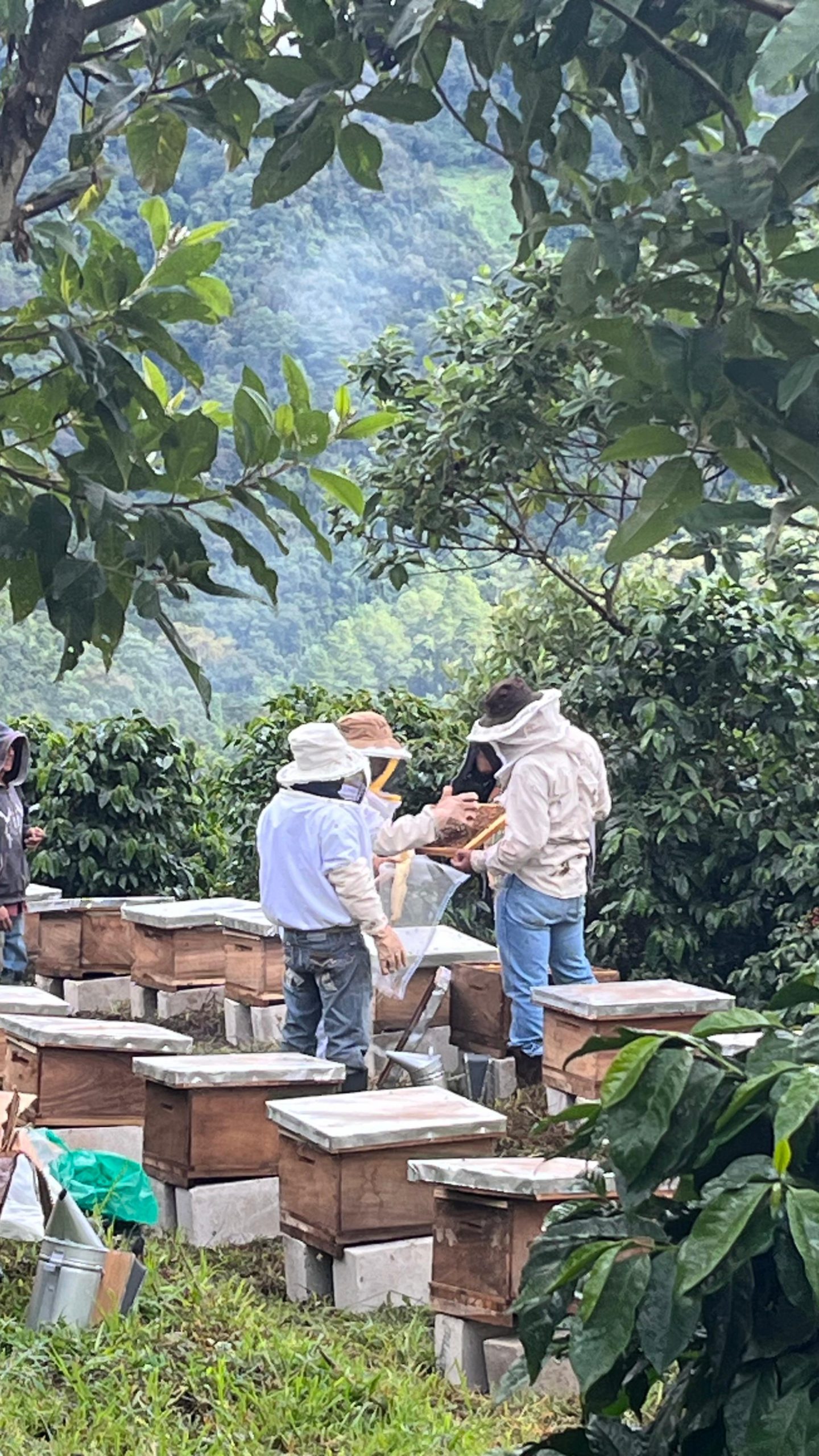 Beekeepers in veils inspecting a hive frame among the coffee trees