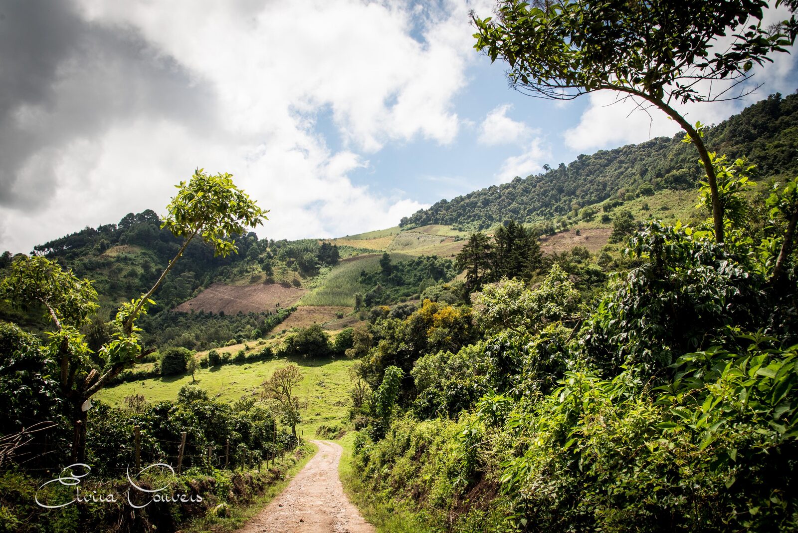 Coffee fields and forest