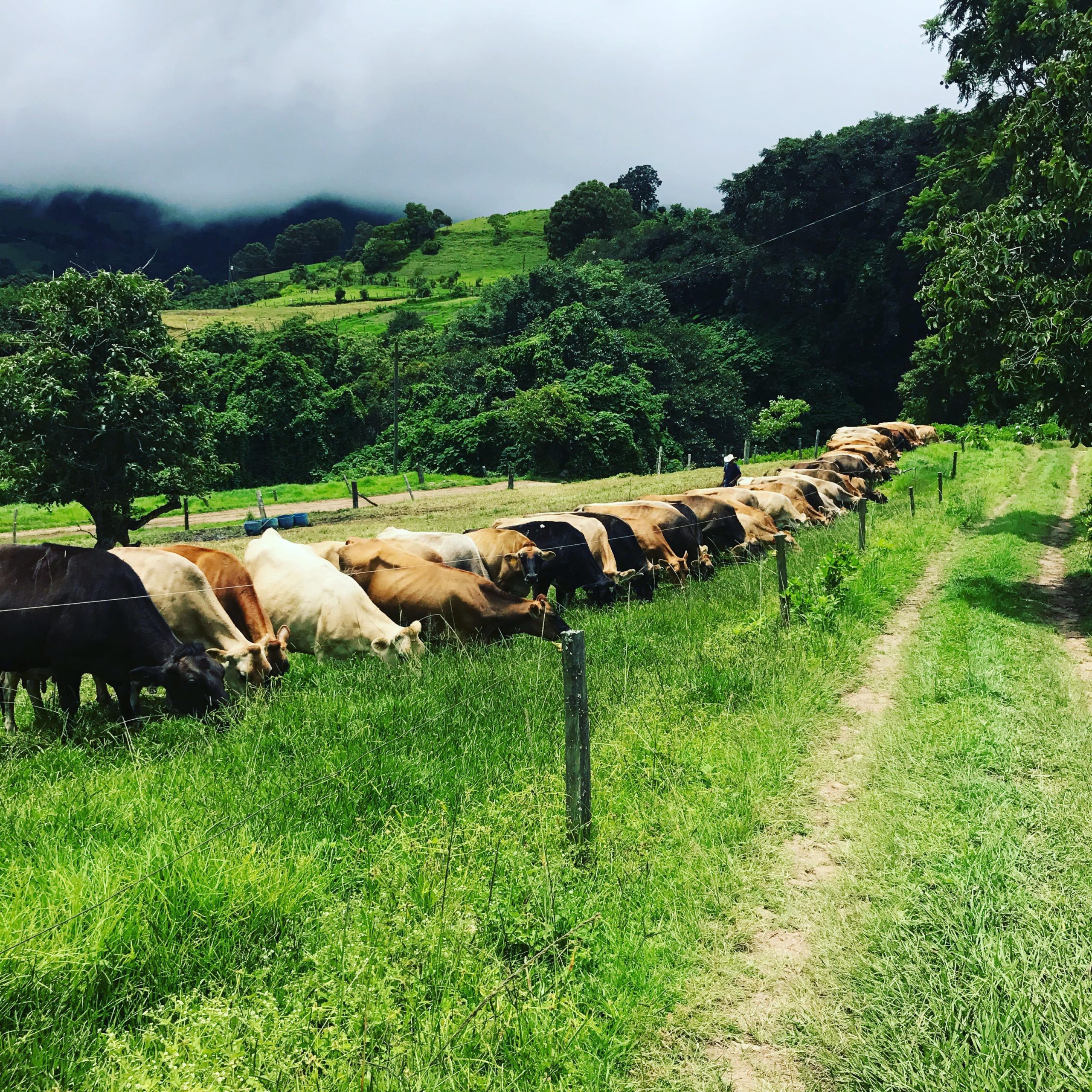 Cattle grazing in a line along the fence, forested hills behind