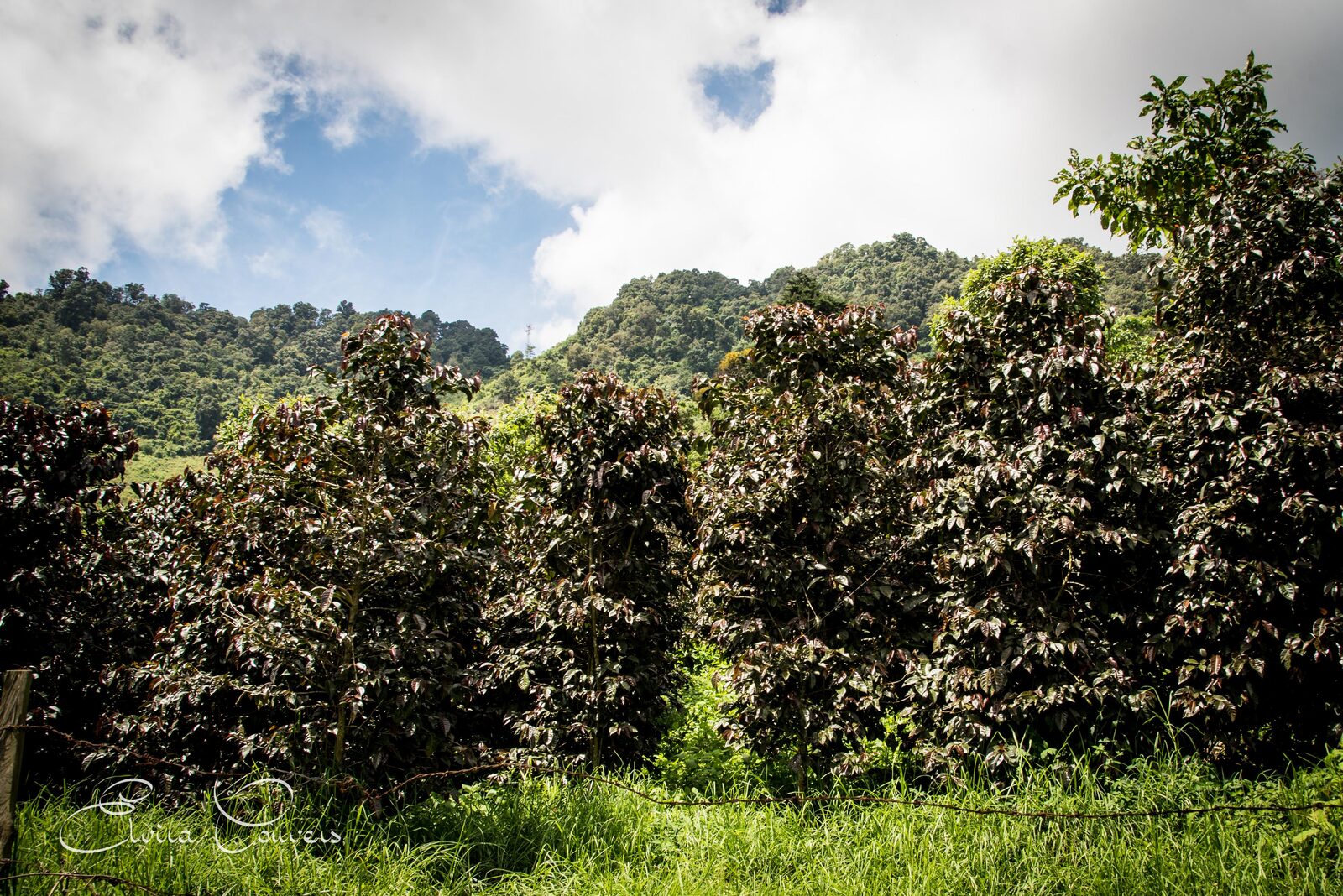 Purpuracea coffee trees
