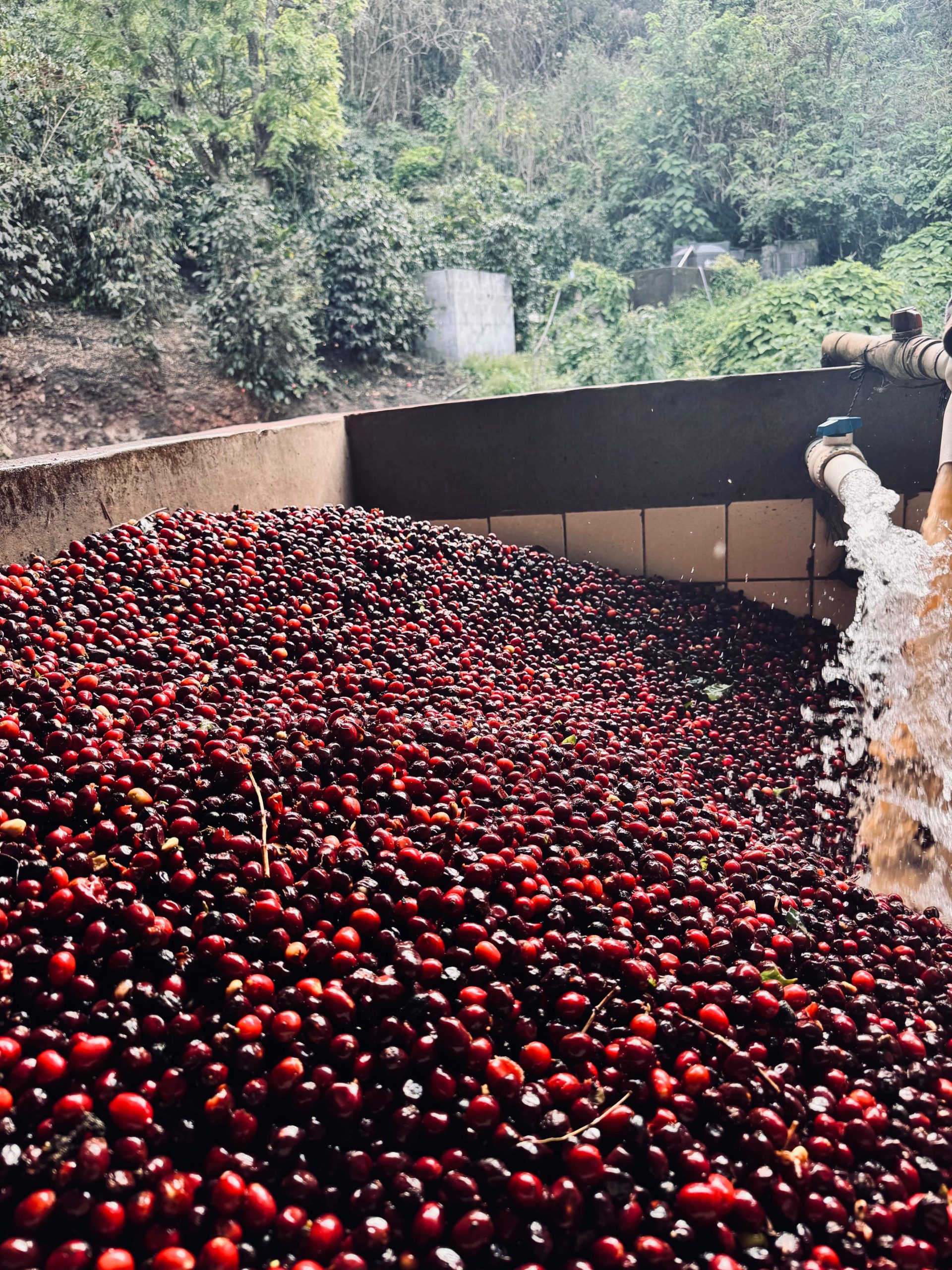 Pila del beneficio con chorro de agua entrando sobre la masa de cereza roja