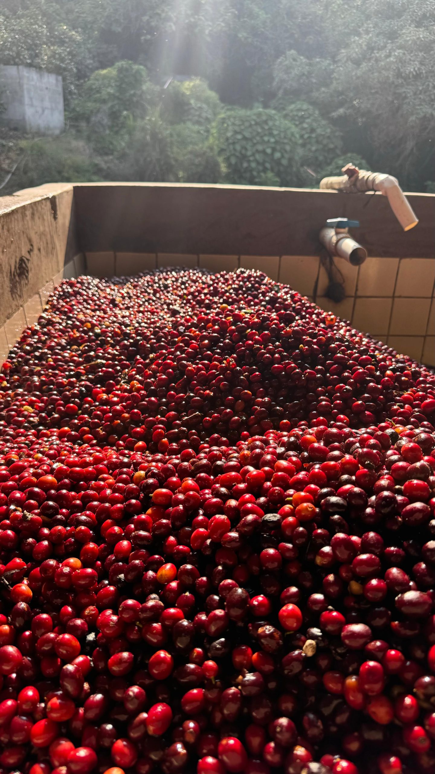 Receiving tank at the wet mill filled with ripe red cherry