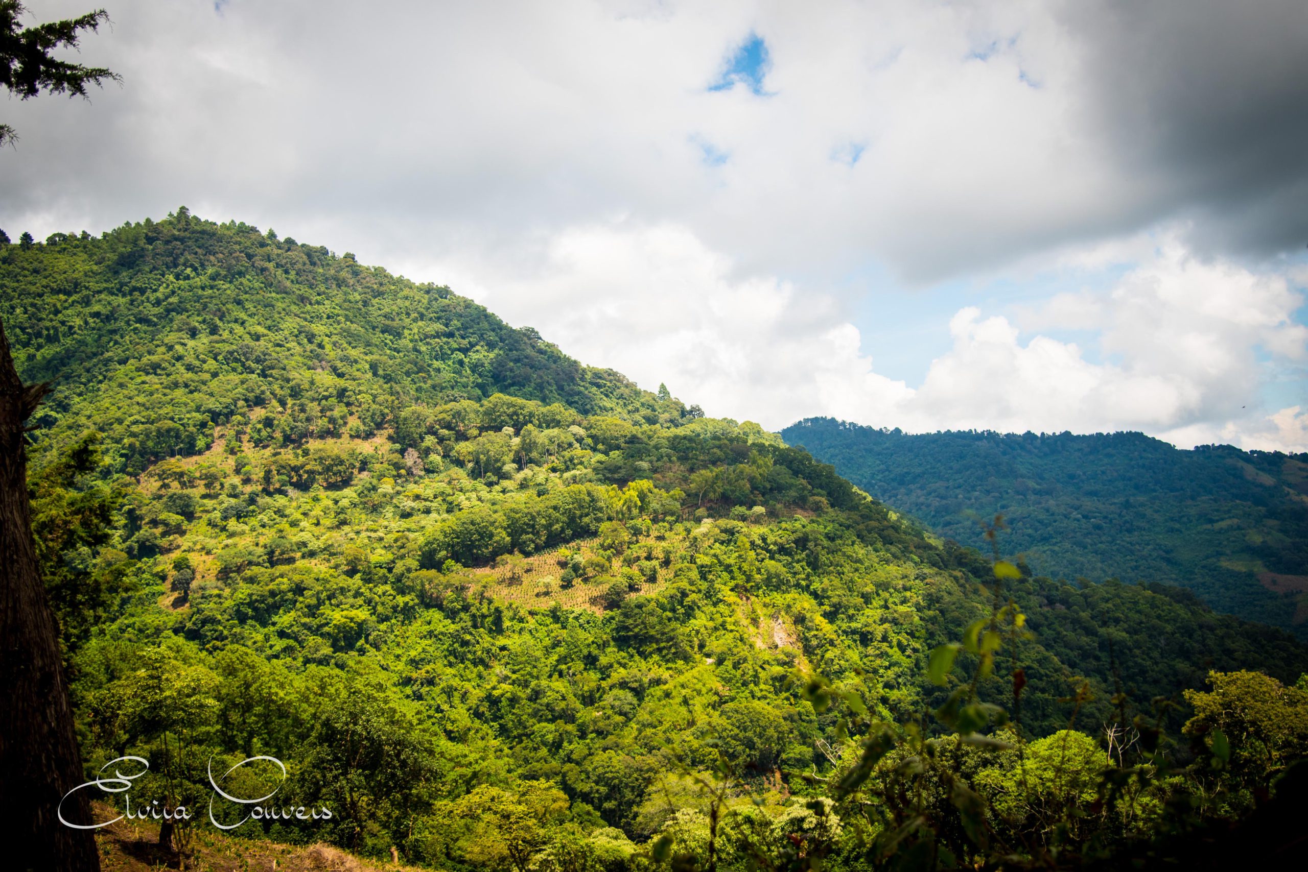 Forested mountain ridge under clouds