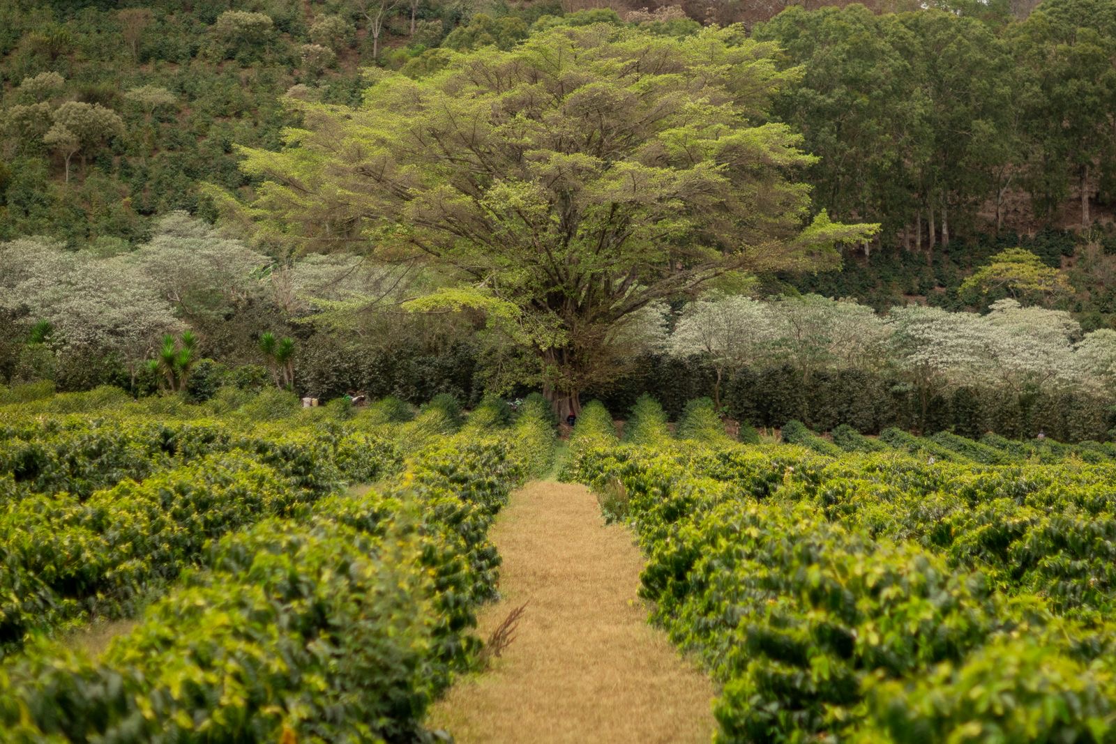 Hileras de cafetal que llevan a un árbol de sombra en Finca El Socorro
