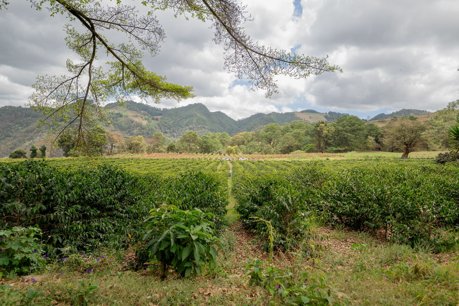 Rows of coffee opening toward the mountain
