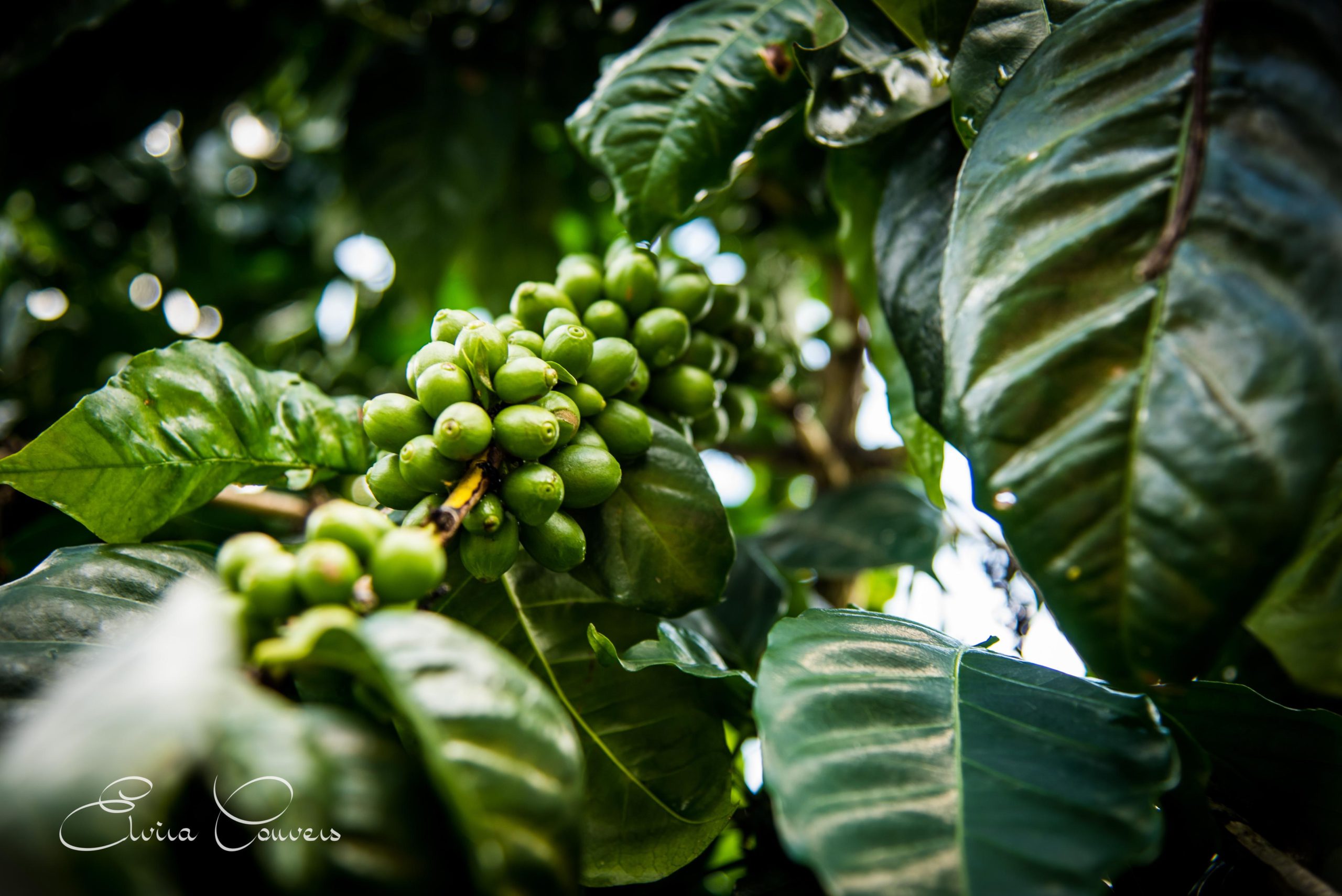 Cluster of green coffee cherries ripening on the branch