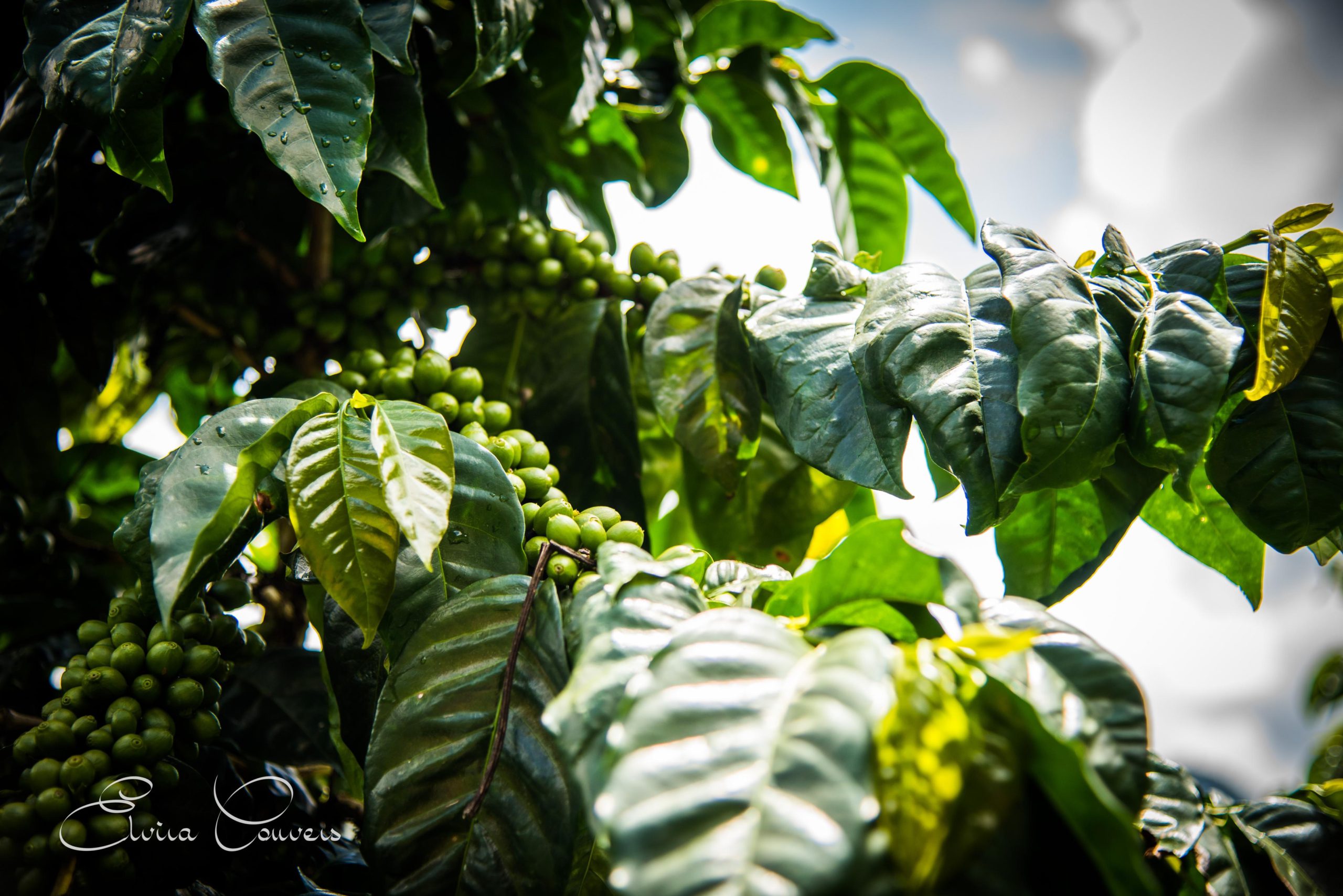 Coffee branches heavy with green cherries against the sky