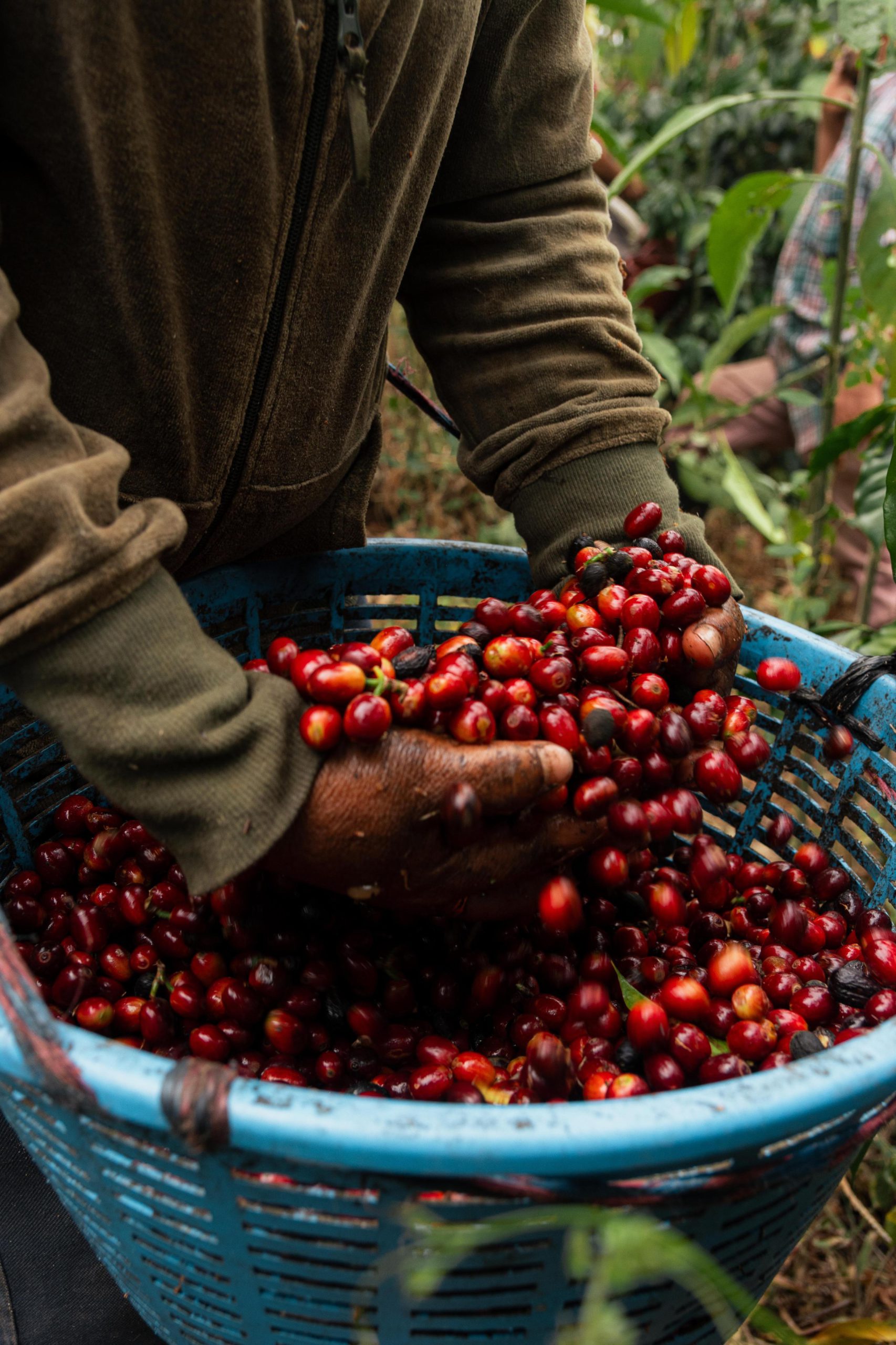 A picker's hands lifting ripe red cherry from a blue basket