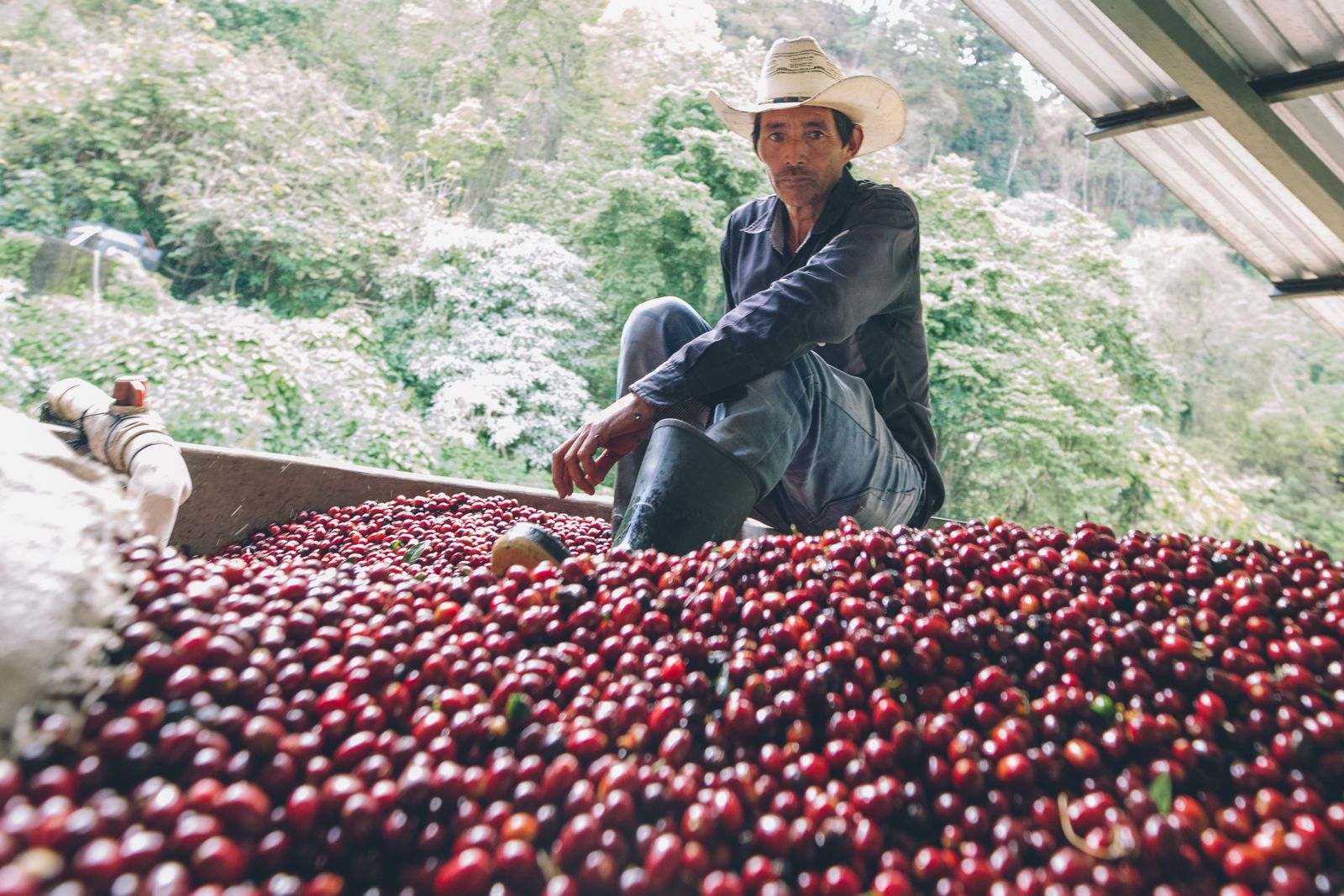 A worker seated at the edge of the receiving tank, full of ripe red cherry